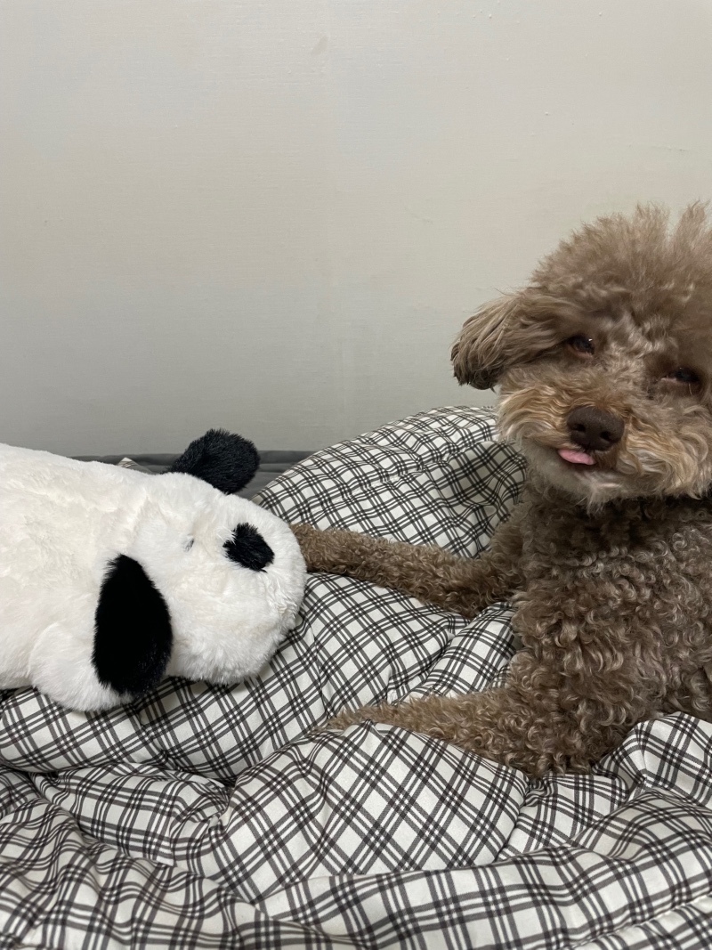 누가 인형이야?