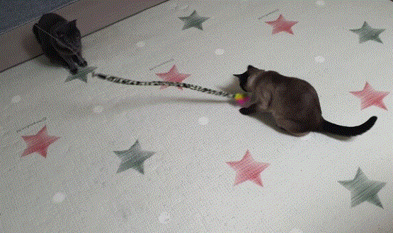 레오.GIF