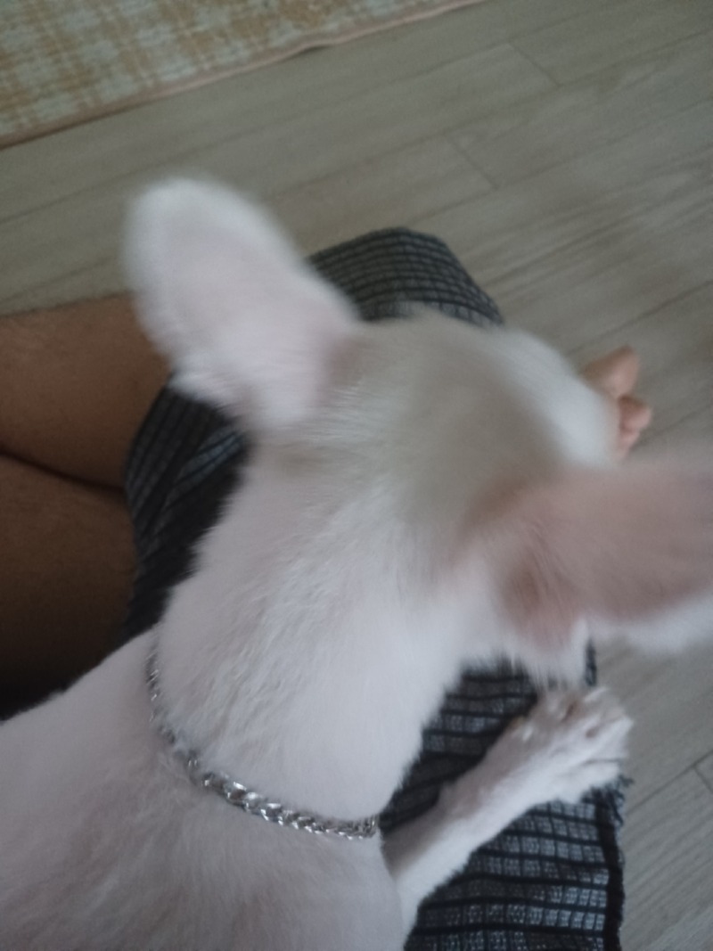 안녕하세요. 저희 예삐 포메인데 이번에 털을 밀었는데 완전 치와와가 됬네