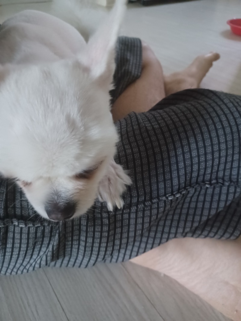 안녕하세요. 저희 예삐 포메인데 이번에 털을 밀었는데 완전 치와와가 됬네