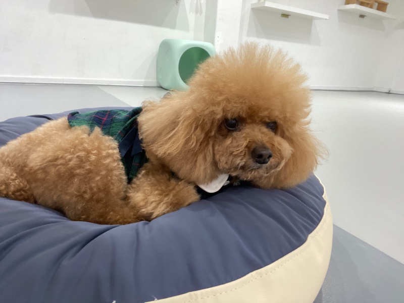 친구들 구경 재밌어요