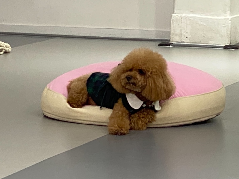 친구들 구경 재밌어요