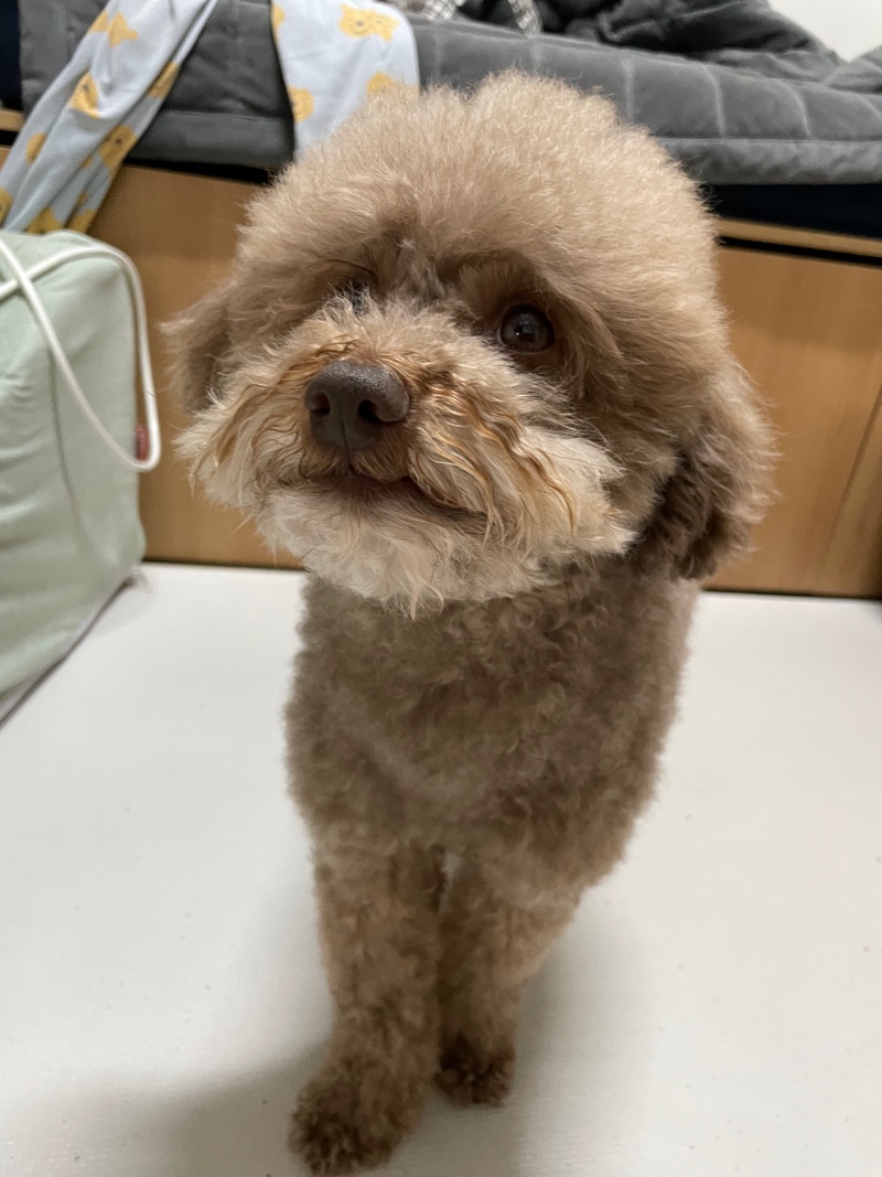 목욕한 빵실이 보리