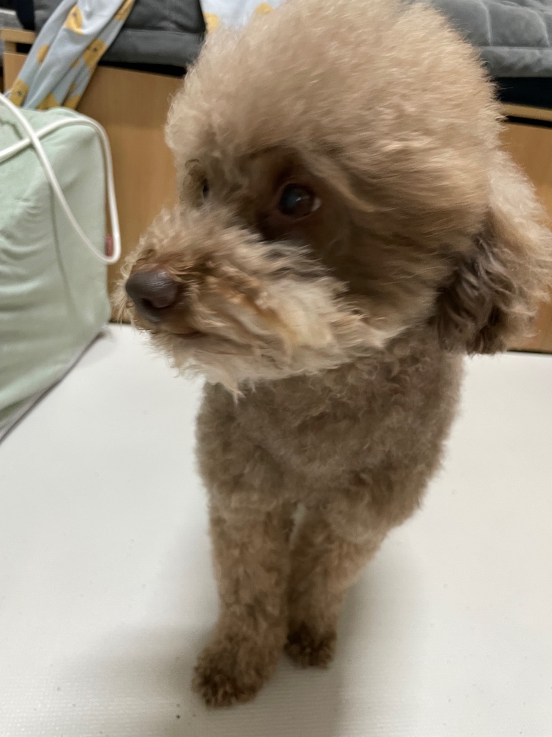 목욕한 빵실이 보리