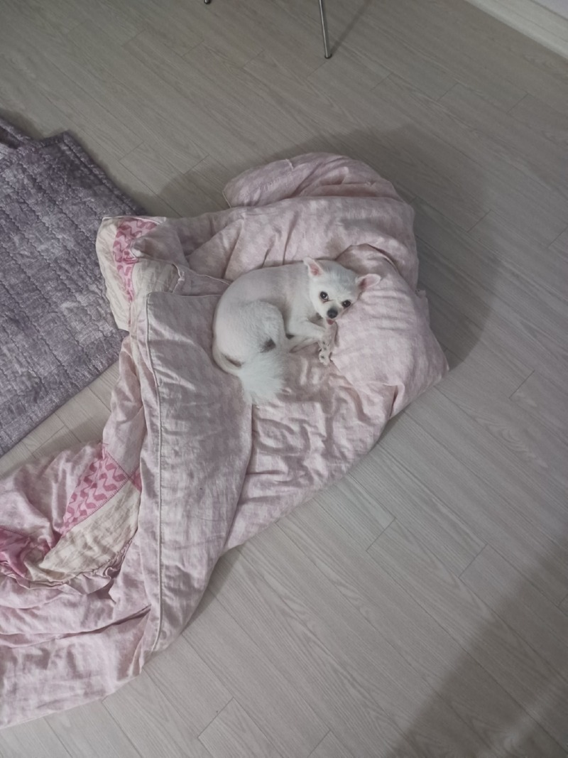 우리 털민 예삐 자는데 한컷 ㅎㅎ 