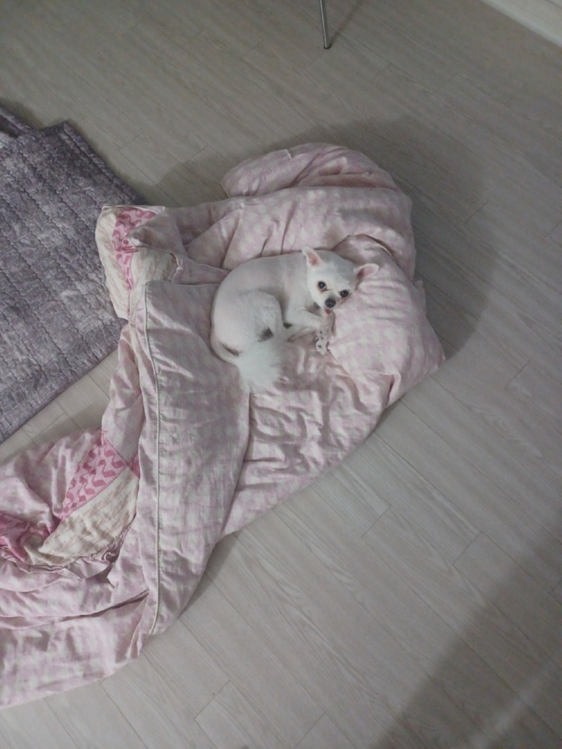 우리 털민 예삐 자는데 한컷 ㅎㅎ 