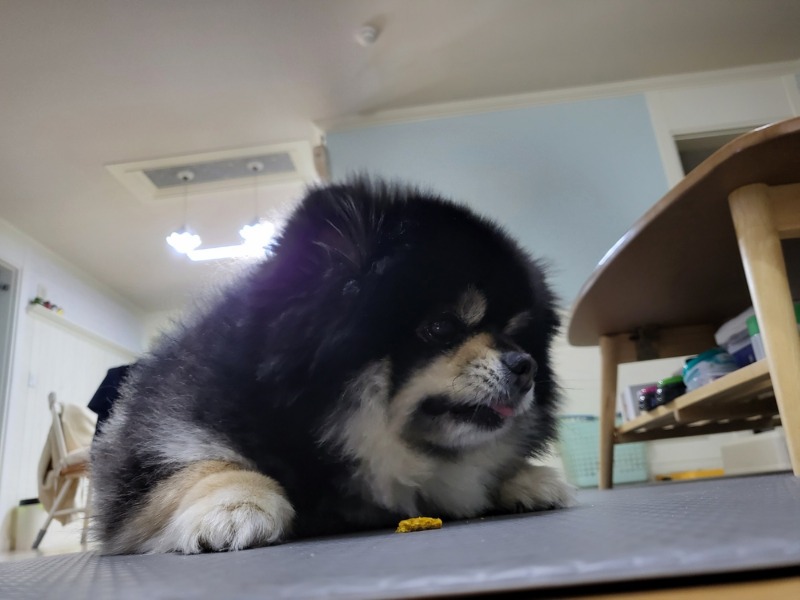 간식 먹는 깜순이