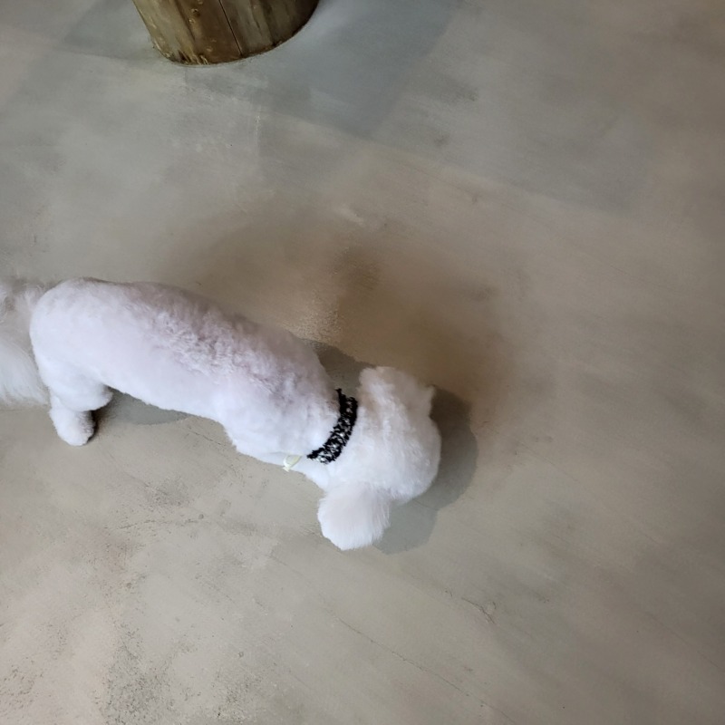일산 소노캄 소노펫 뷰티 