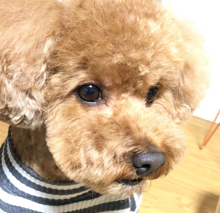 우리 강아지 단골샵입니다.