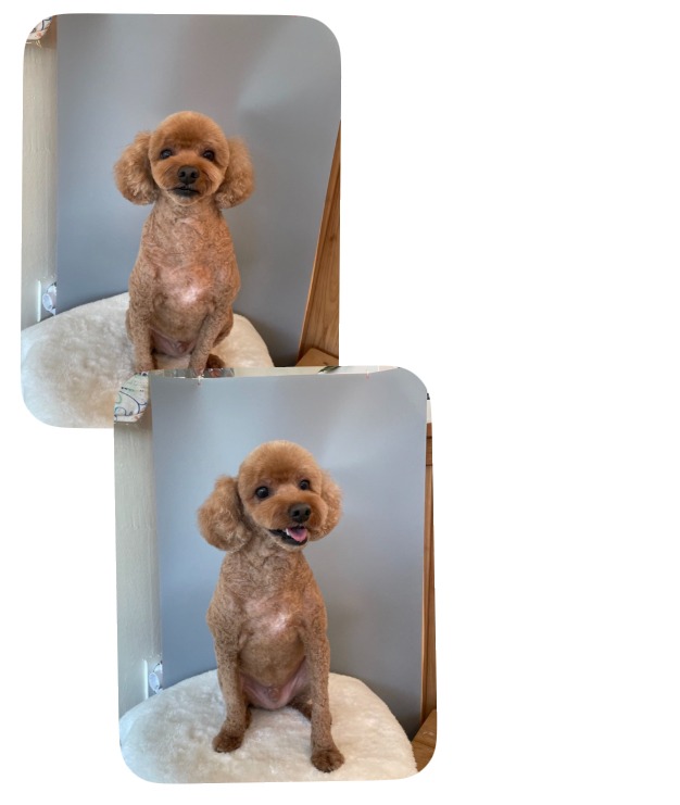 우리 강아지 단골샵입니다.