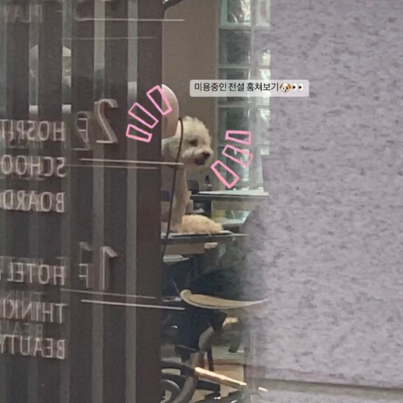 소노펫 고양 ~! 정착중인 미용샵 