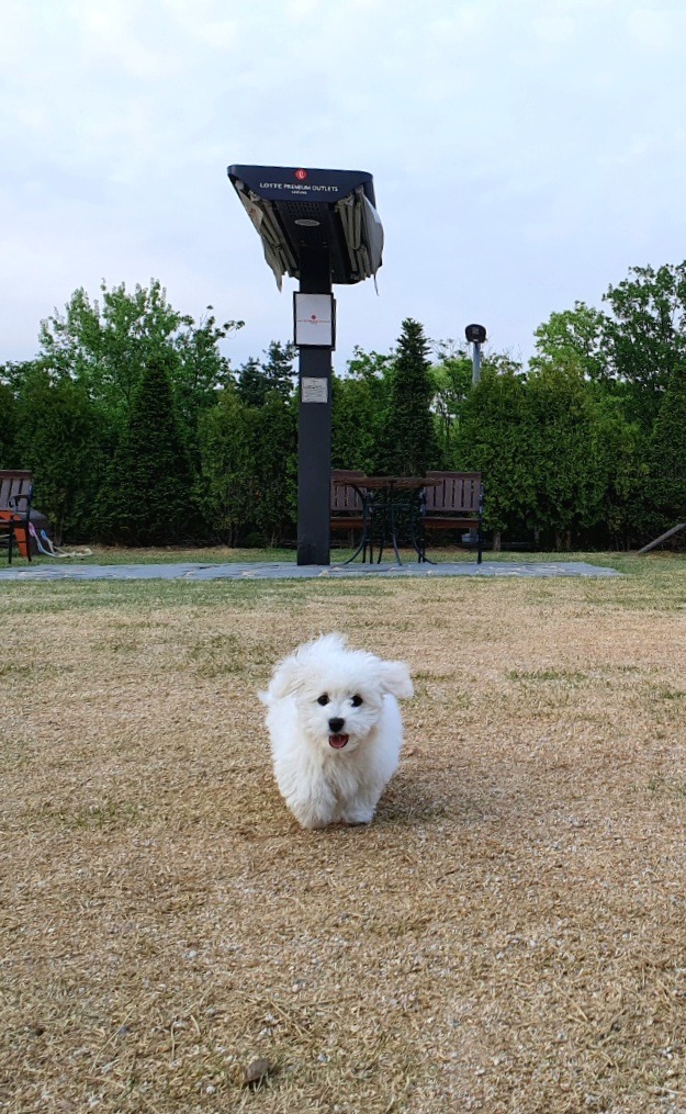 용인 기흥 롯데프리미엄 아울렛 반려견 놀이터 펫파크