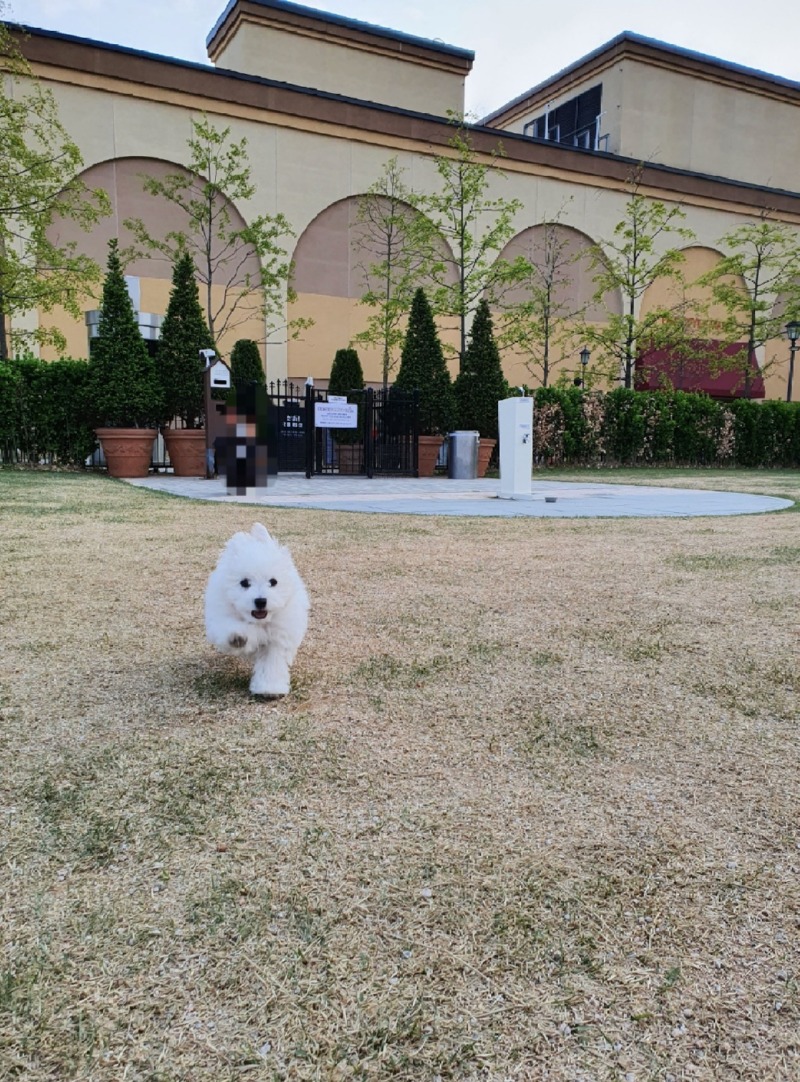 용인 기흥 롯데프리미엄 아울렛 반려견 놀이터 펫파크