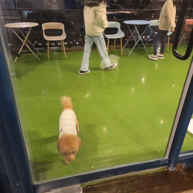 용인 애견동만 헤이그애견카페