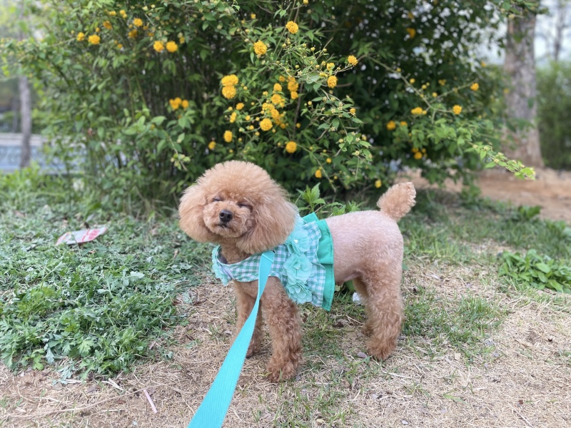 꽃개