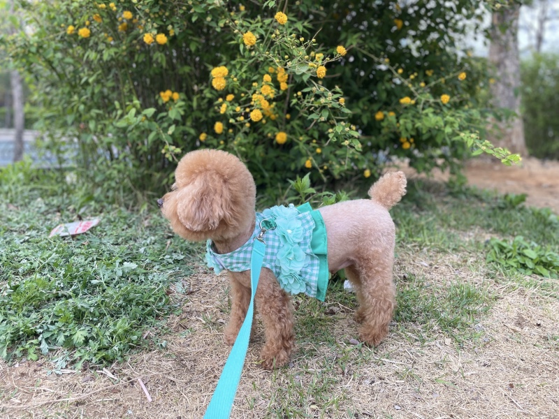 꽃개