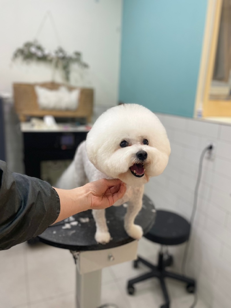 우리집 숑이 목욕했어요