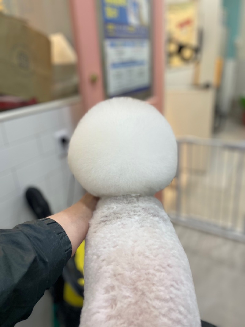 우리집 숑이 목욕했어요