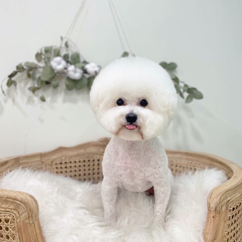 우리집 숑이 목욕했어요