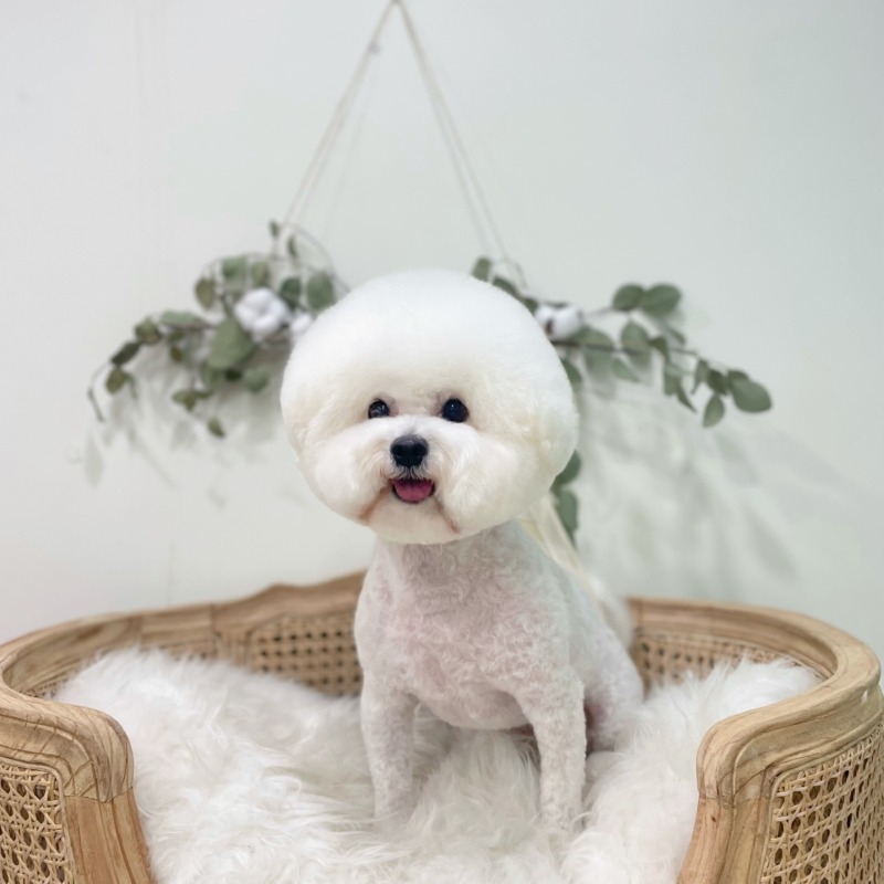 우리집 숑이 목욕했어요