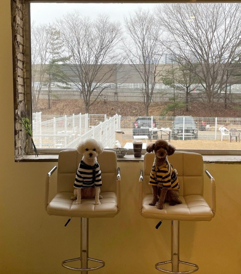 서울에서 정말 가까운 애견운동장 포로록!