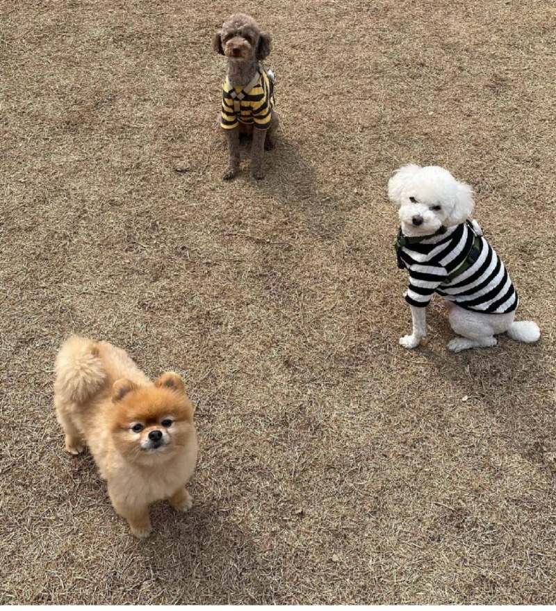 서울에서 정말 가까운 애견운동장 포로록!