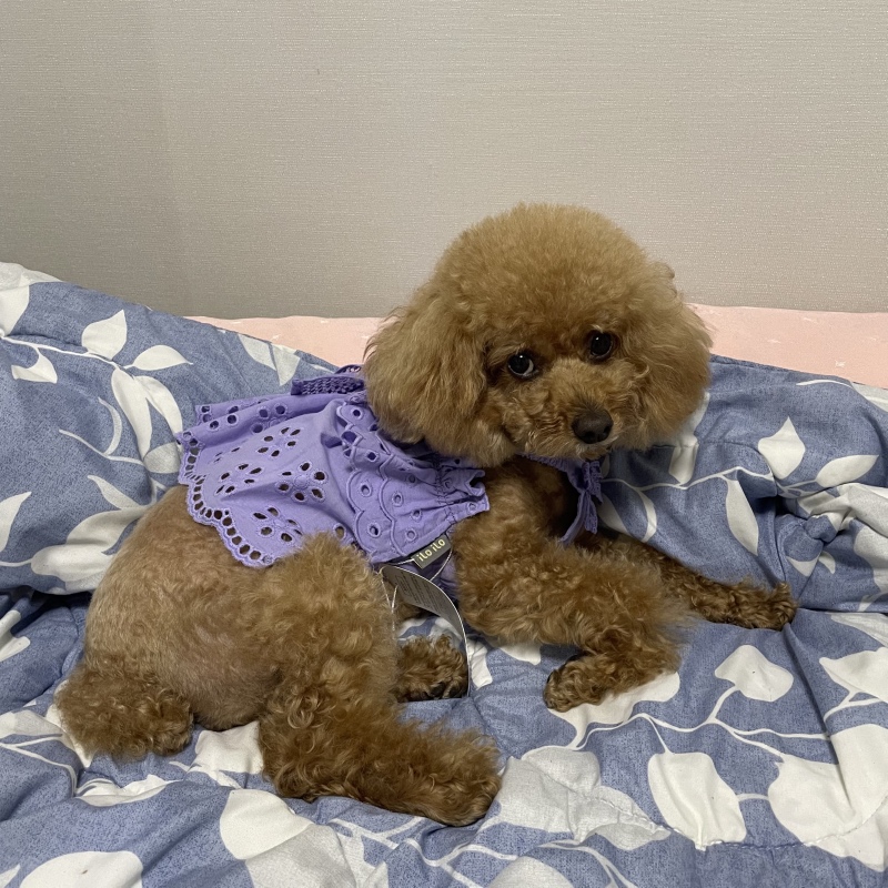 새 옷 입었어요