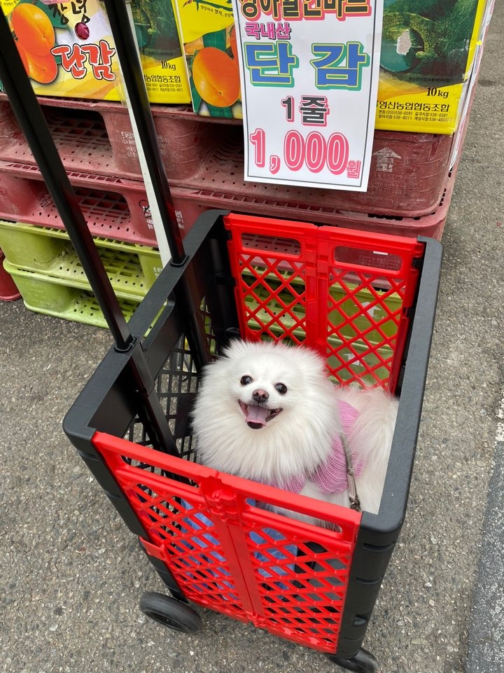 장보러 가서 잠깐 넣어놨어요 +_+ㅎㅎㅎ