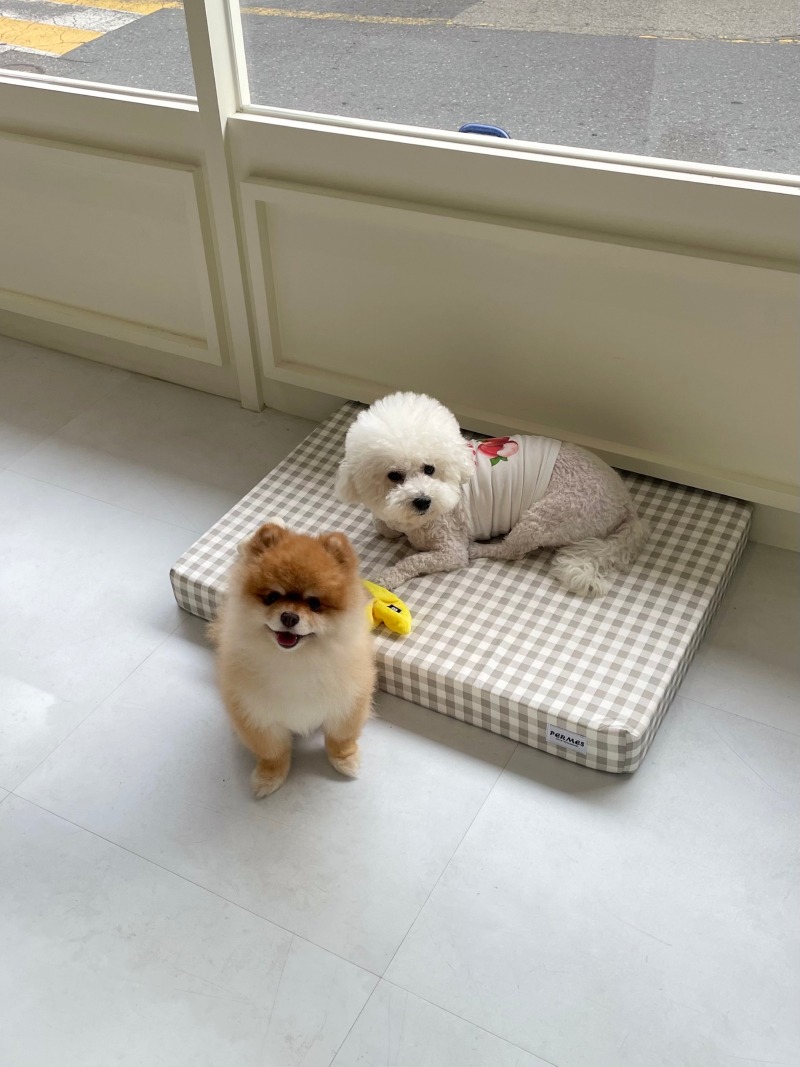 강아지 수제 간식 전문점 대전 까까몽몽