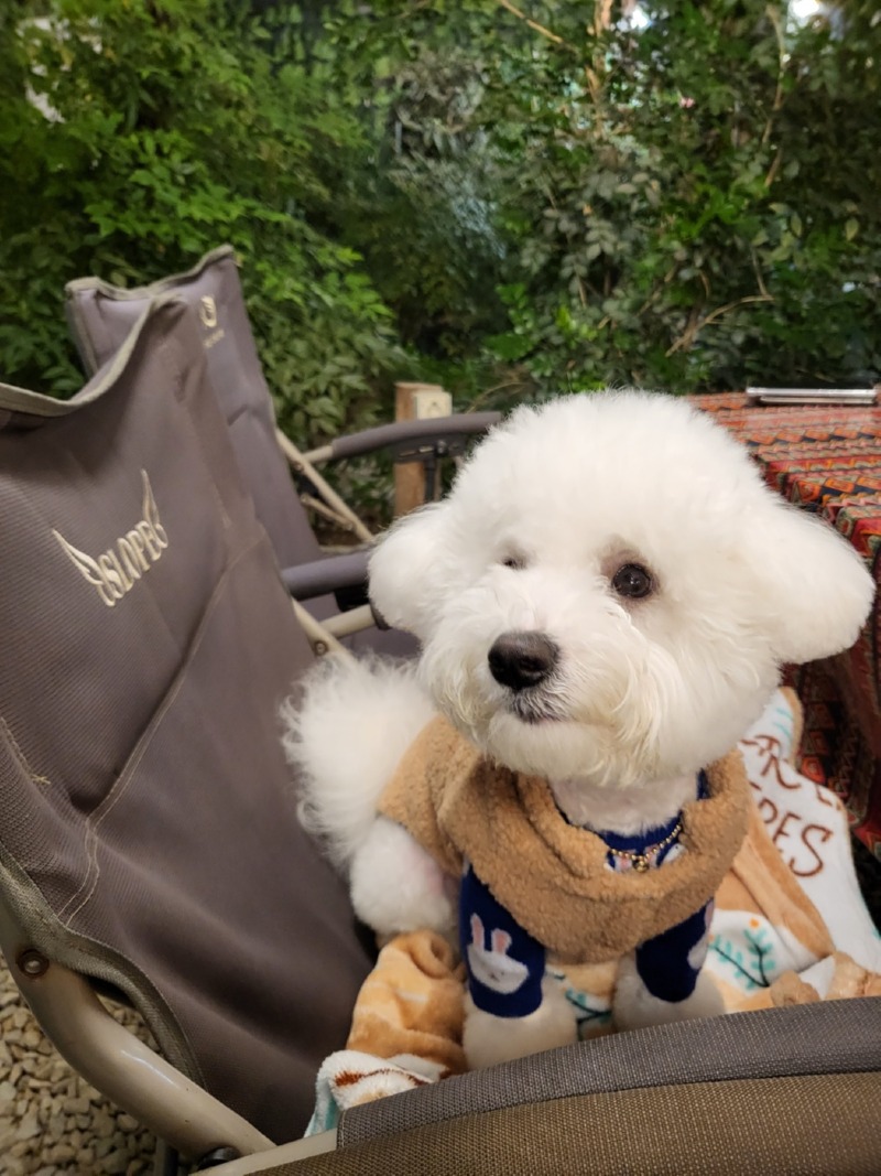 용인애견동반 캠핑 식당 몽키그릴