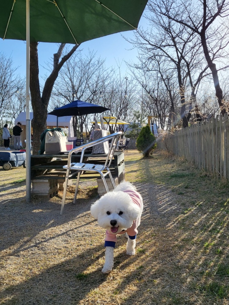 파주 애견 동반 카페 힐링그라운드