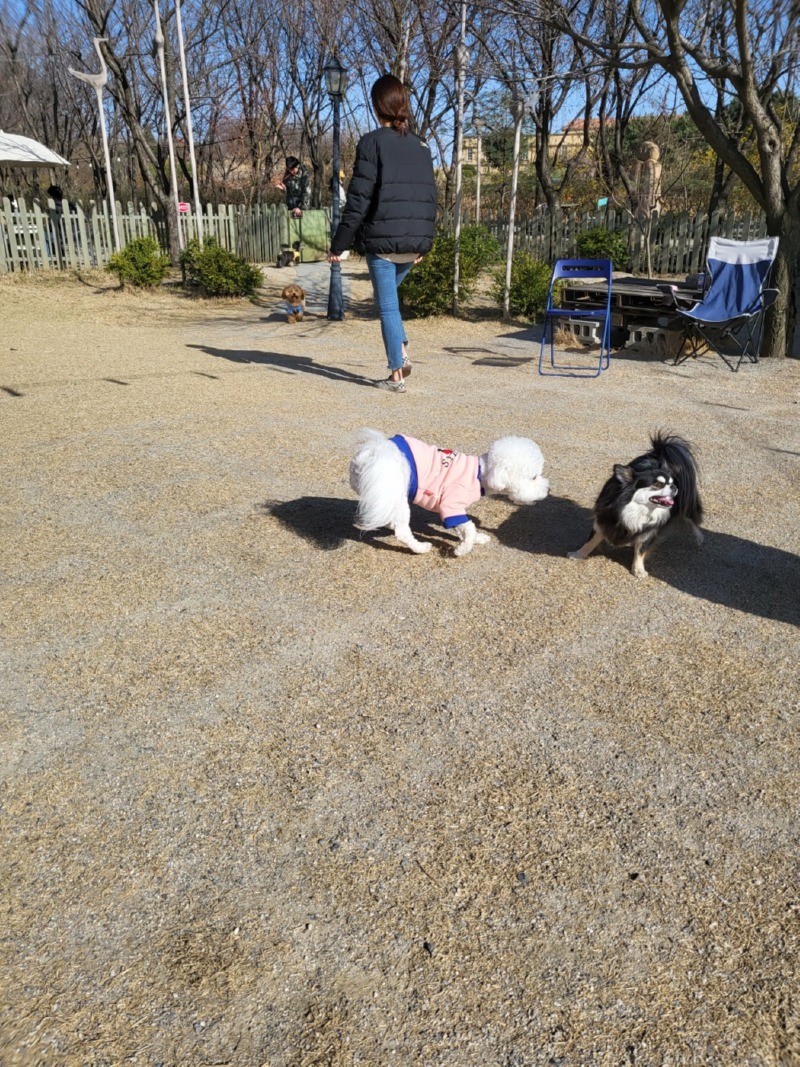 파주 애견 동반 카페 힐링그라운드