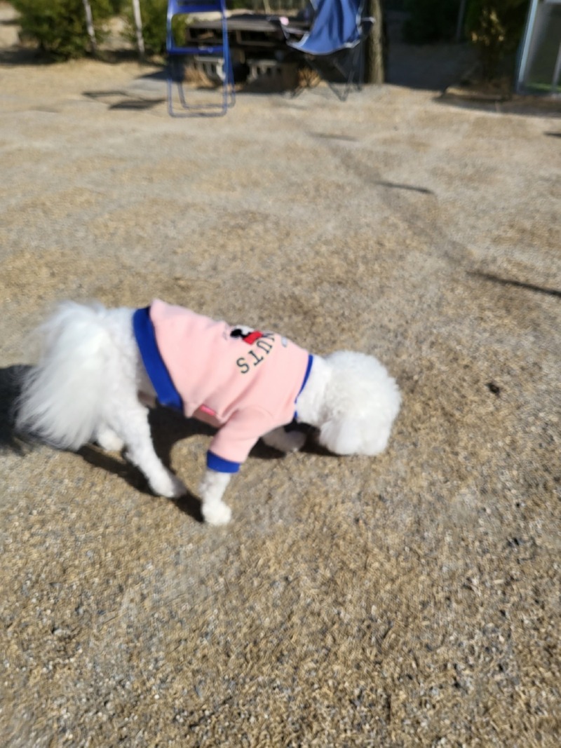 파주 애견 동반 카페 힐링그라운드