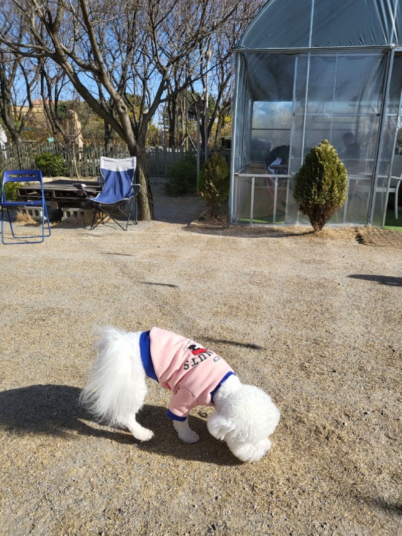 파주 애견 동반 카페 힐링그라운드