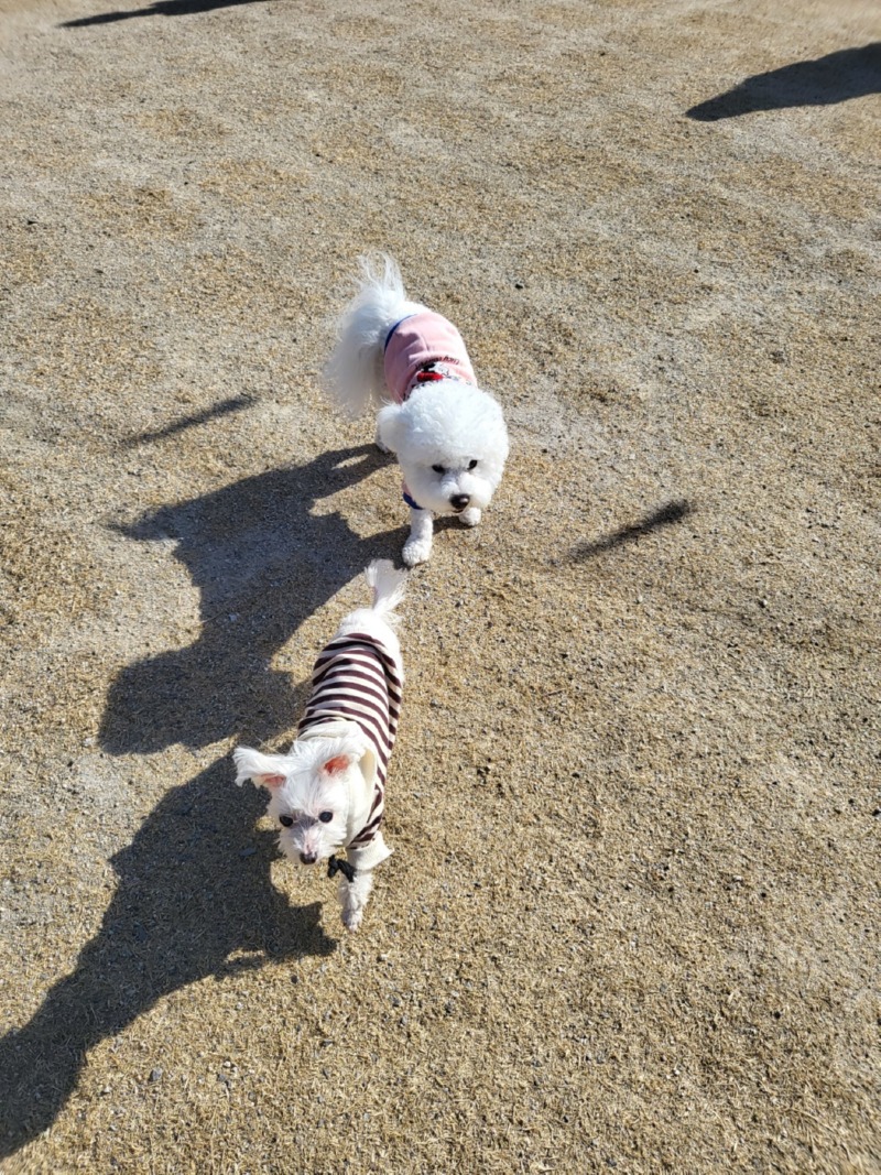 파주 애견 동반 카페 힐링그라운드