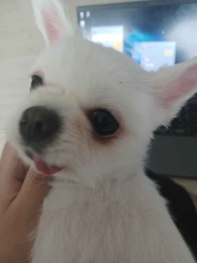 포메라니안인데 ㅎㅎ
