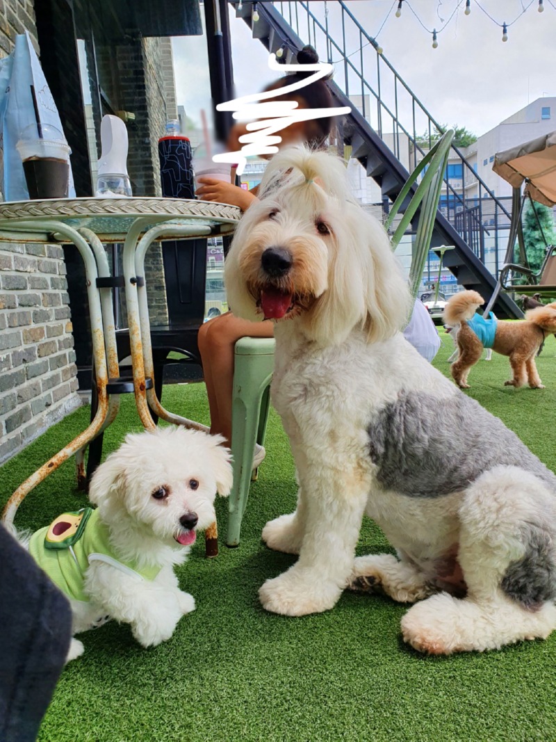 경기도 파주시 동패동 으르렁 애견카페