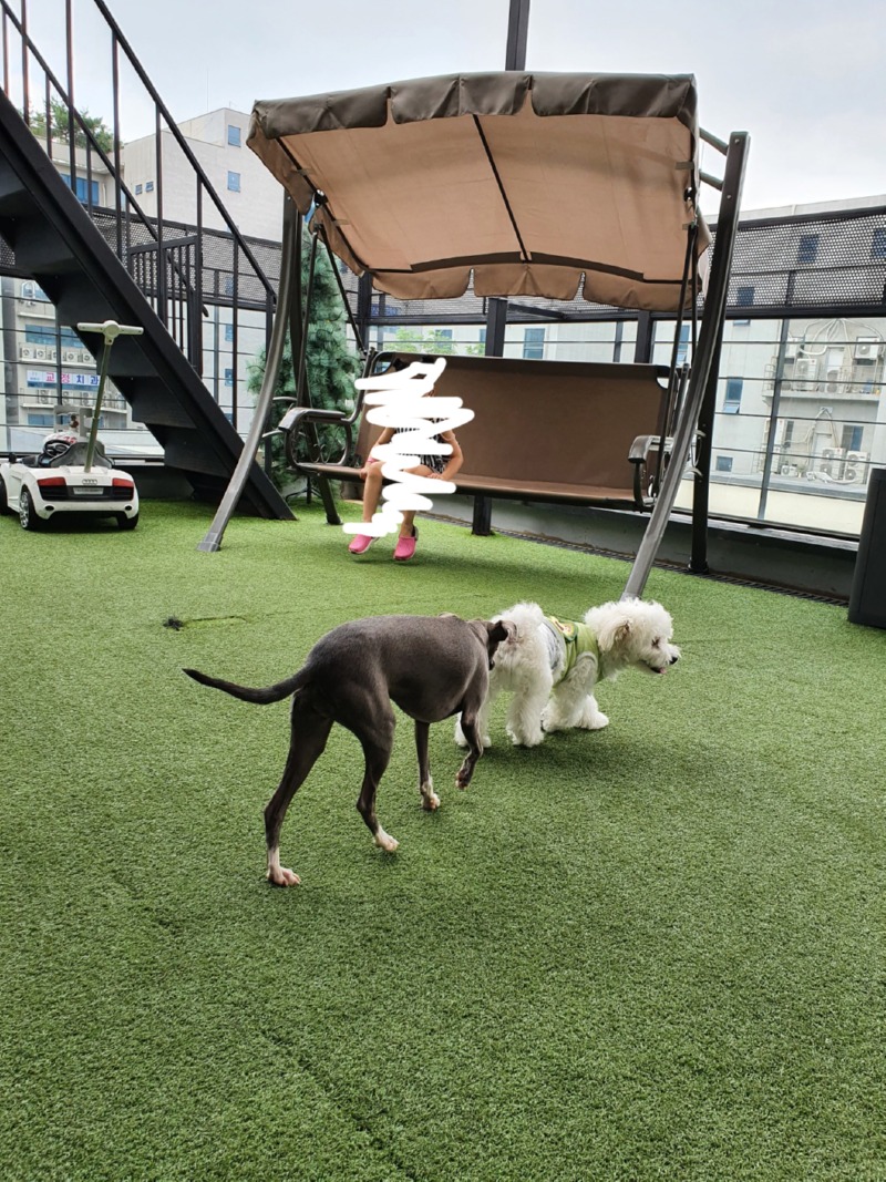 경기도 파주시 동패동 으르렁 애견카페