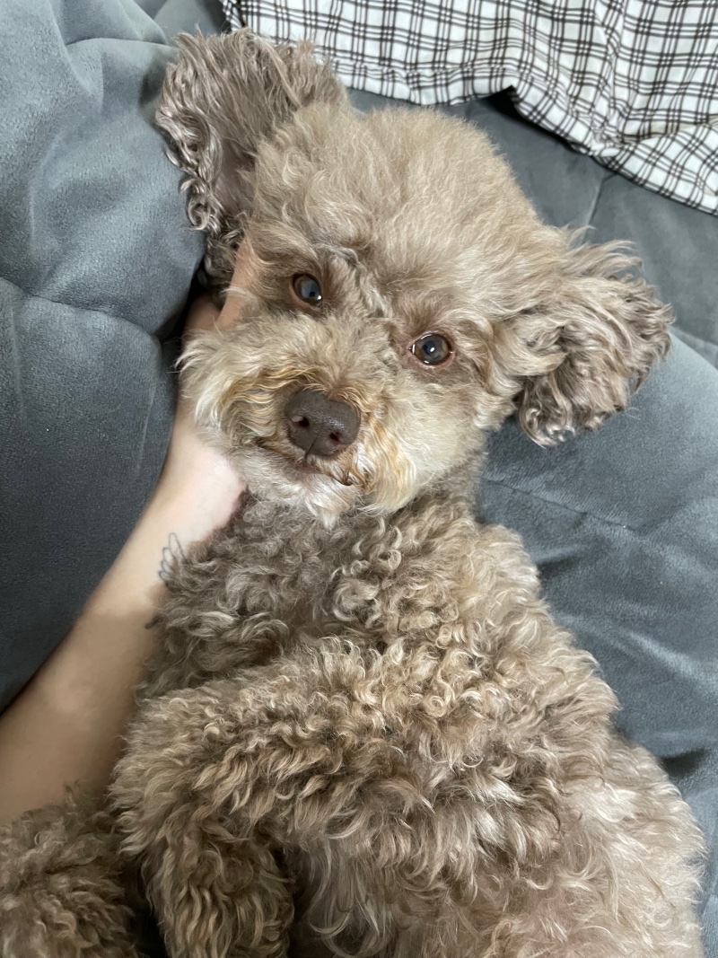 내일은 보리 미용하는날 !