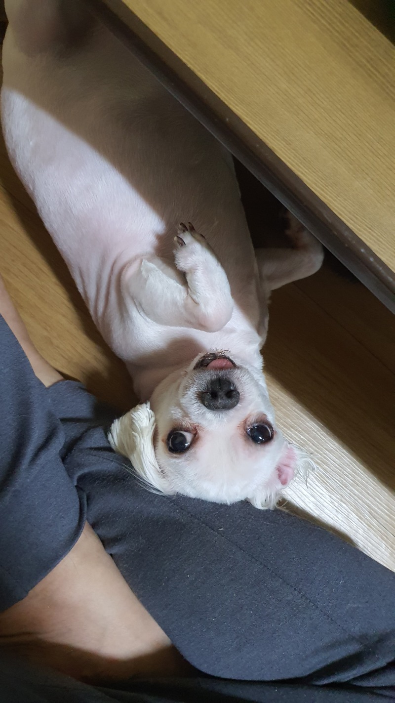 털깎고 졸린 녀석
