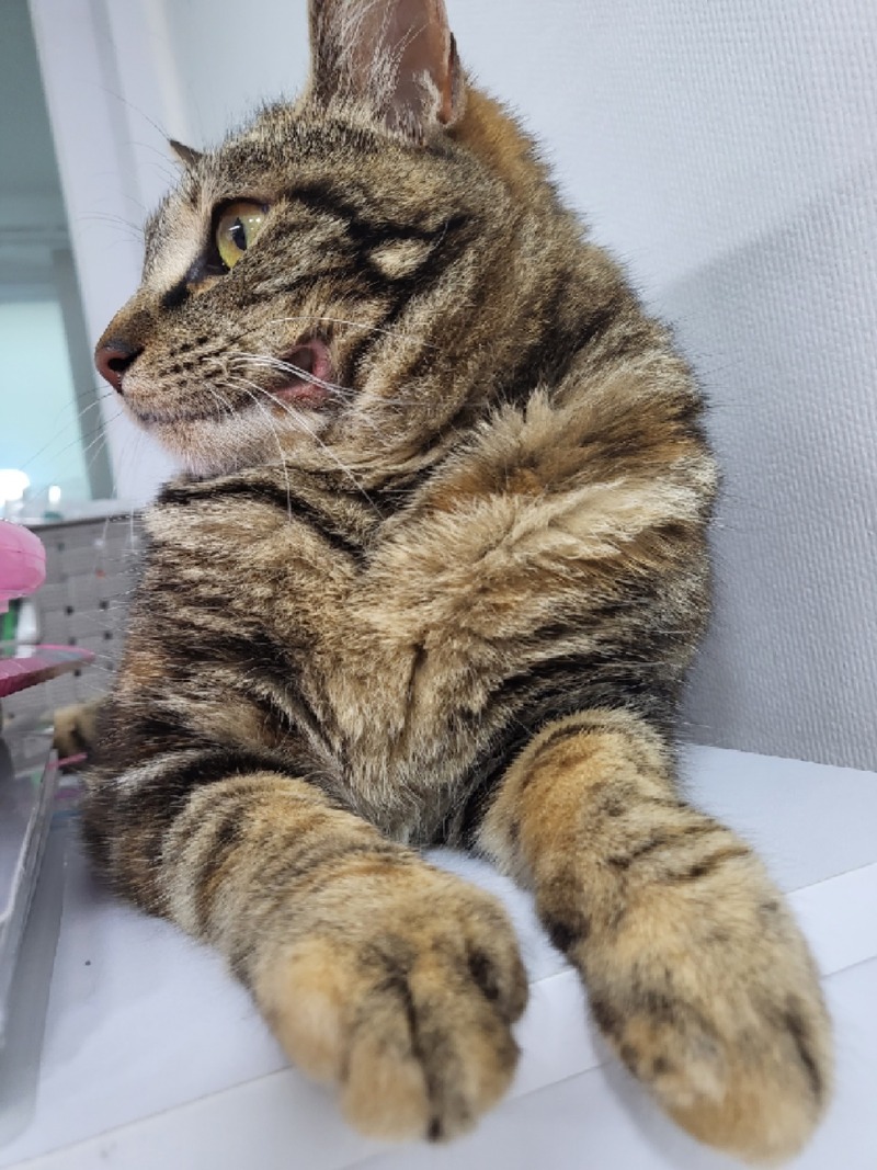 이름표할 때 가죽끈 비추해요ㅜㅜ