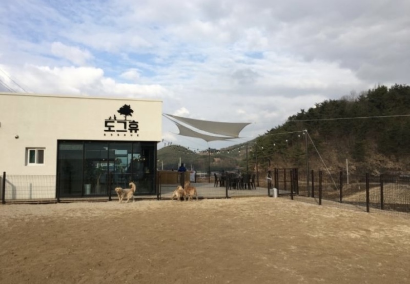 애견운동장 대형견 추천