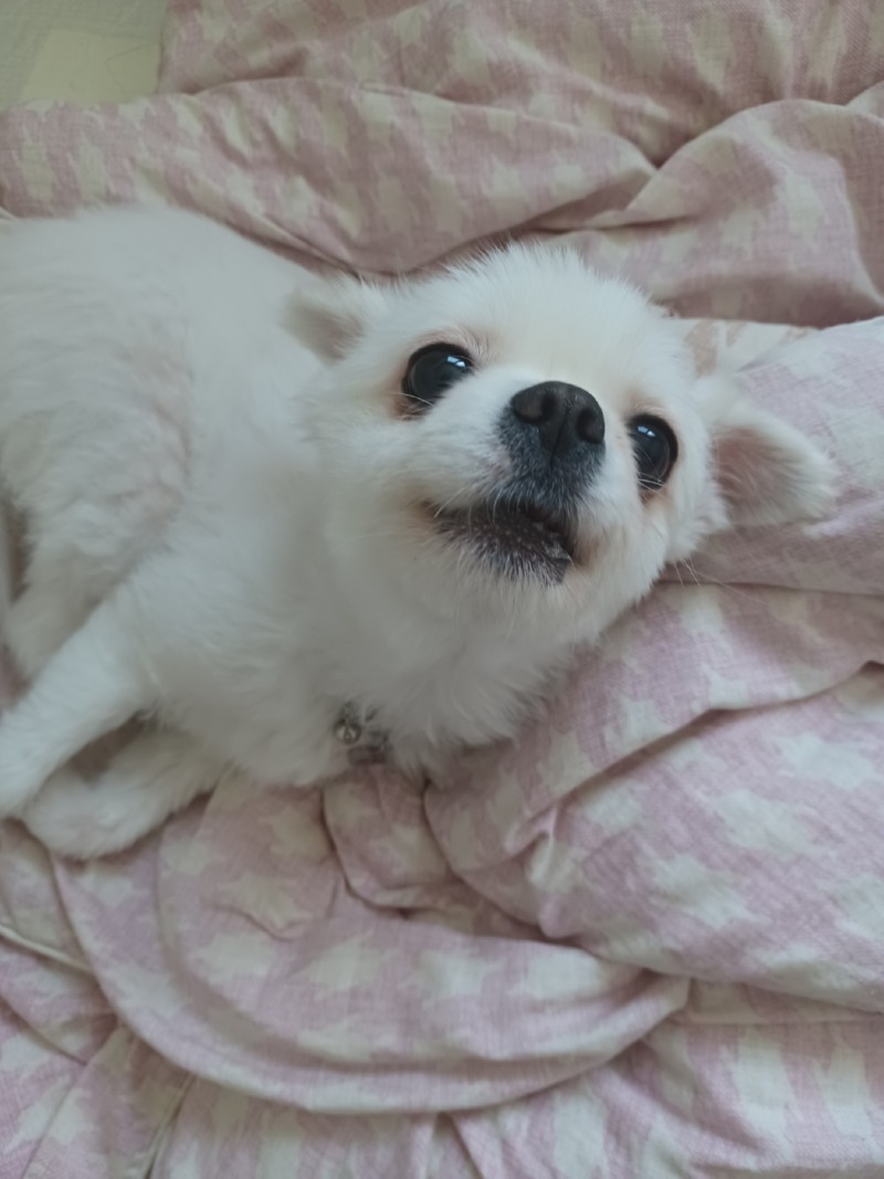 우리예삐~