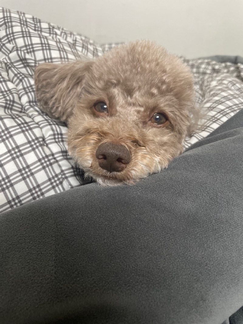 미용한 보리💕