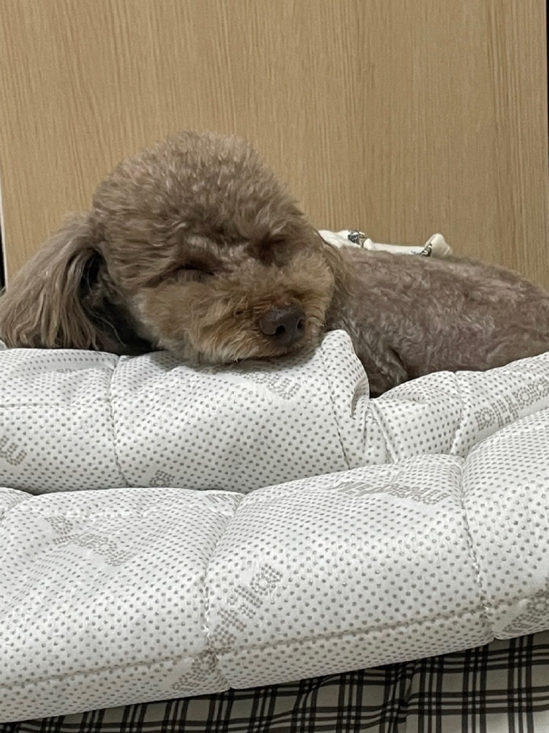 미용한 보리💕