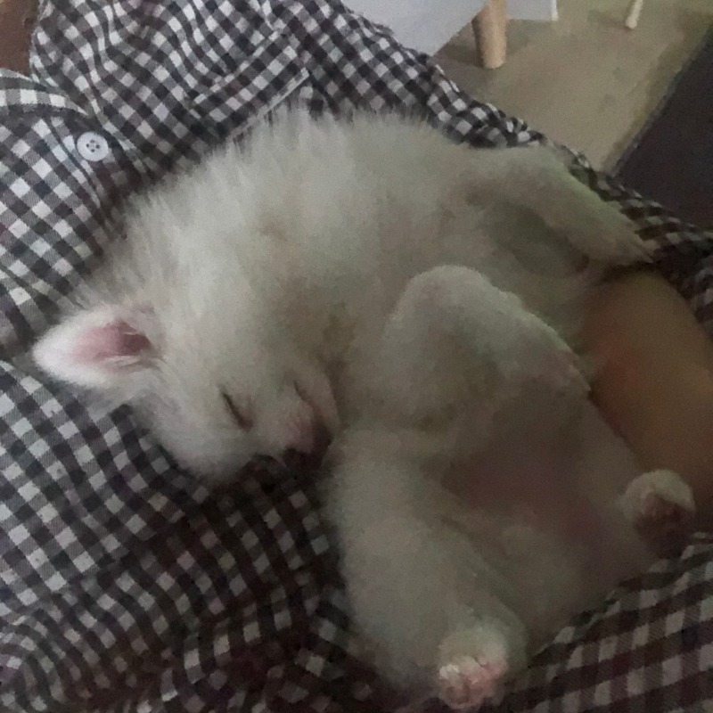 꼬순내 좋아하시는 분 ㅎㅎ