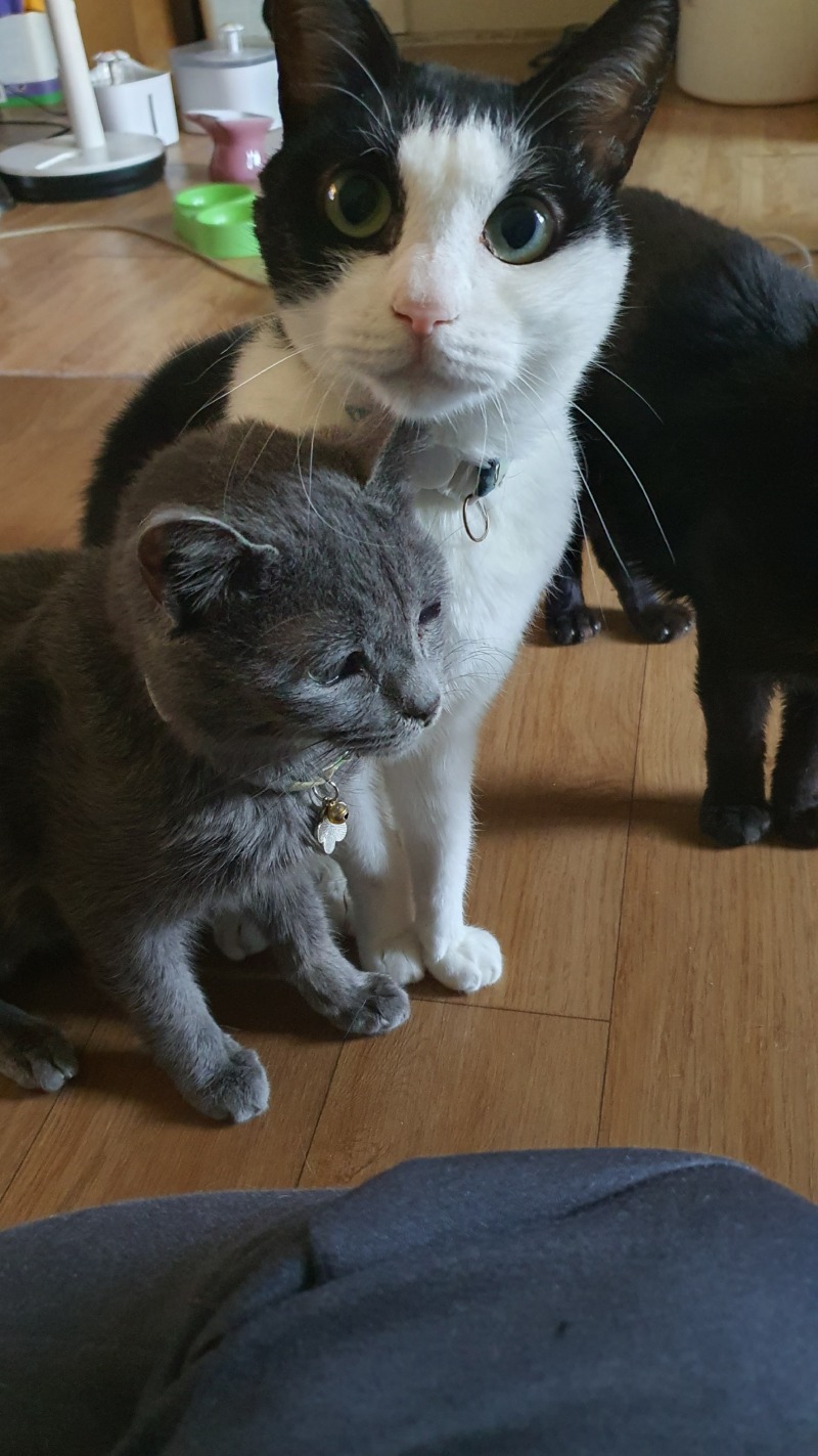 고양이 라떼🥰😍