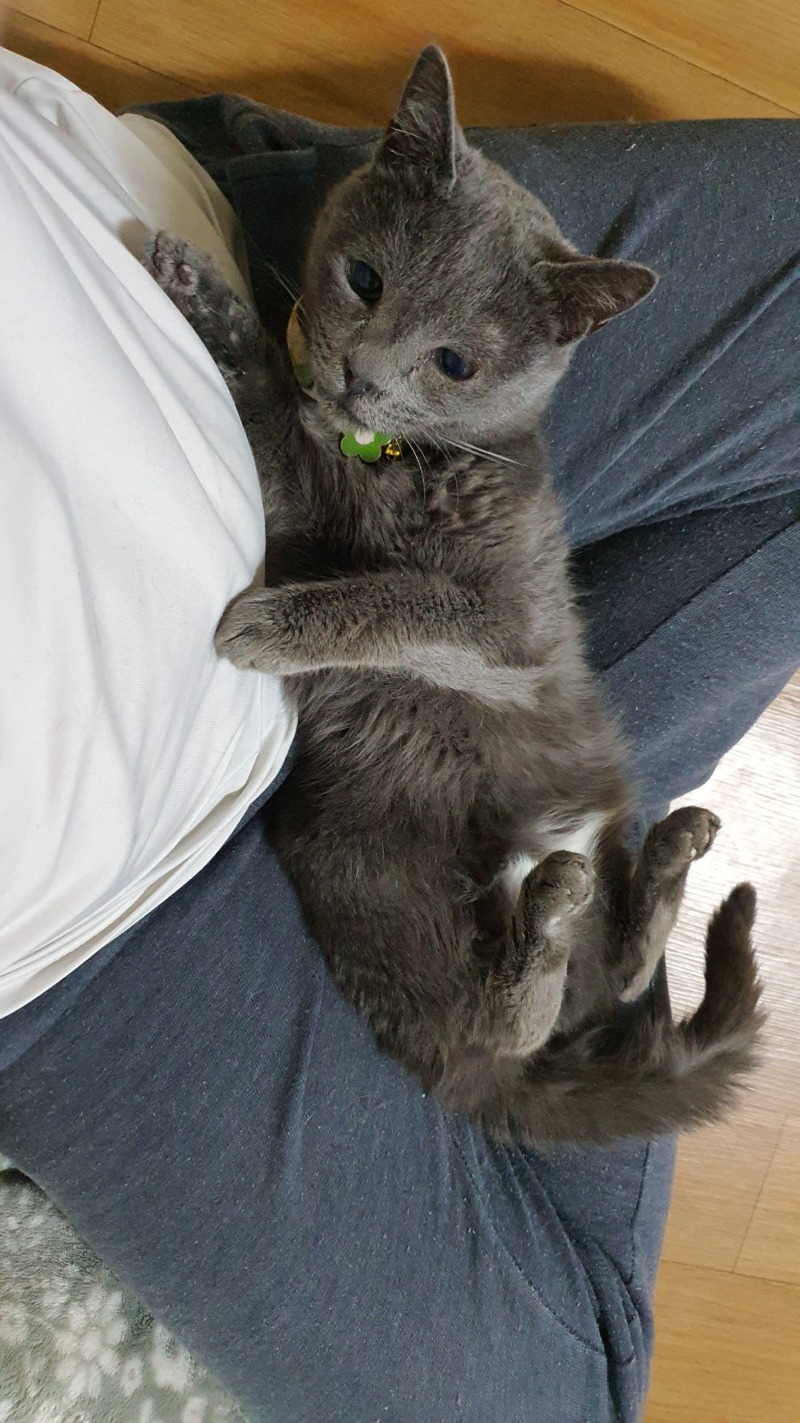 고양이 라떼🥰😍