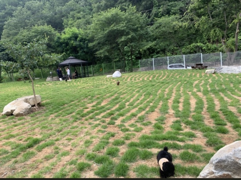 애견동반 숙소