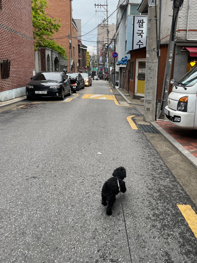 까미 주말 산책